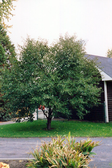 Montmorency Cherry (Prunus 'Montmorency') at Pesche's Garden Center