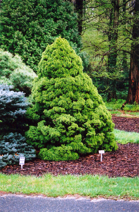 Dwarf Alberta Spruce (Picea glauca 'Conica') at Pesche's Garden Center