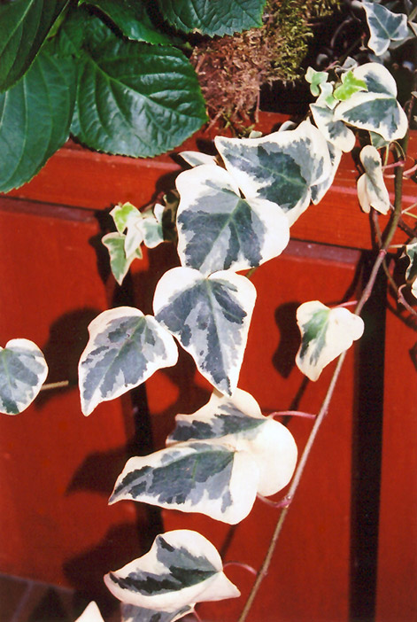 Variegated English Ivy (Hedera helix 'Variegata') at Pesche's Garden Center