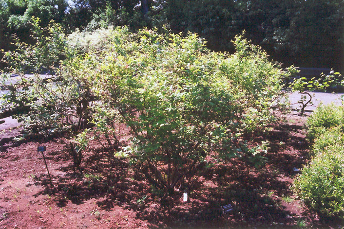 Northland Blueberry (Vaccinium corymbosum 'Northland') at Pesche's Garden Center