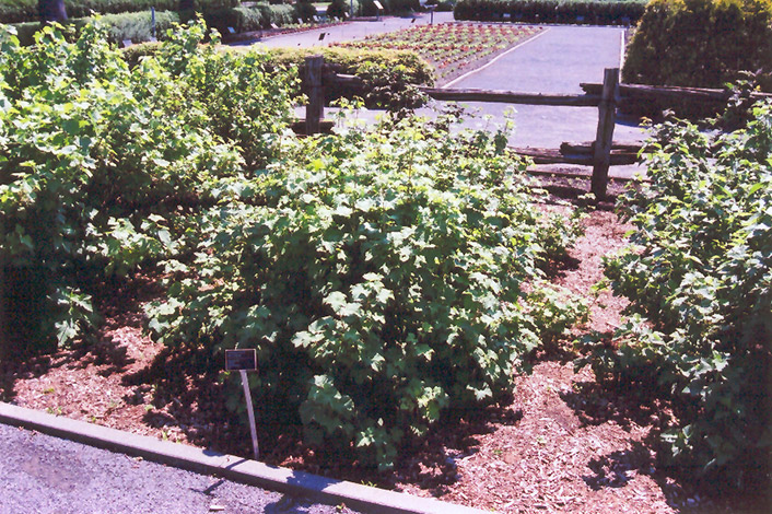 Red Lake Red Currant (Ribes rubrum 'Red Lake') at Pesche's Garden Center