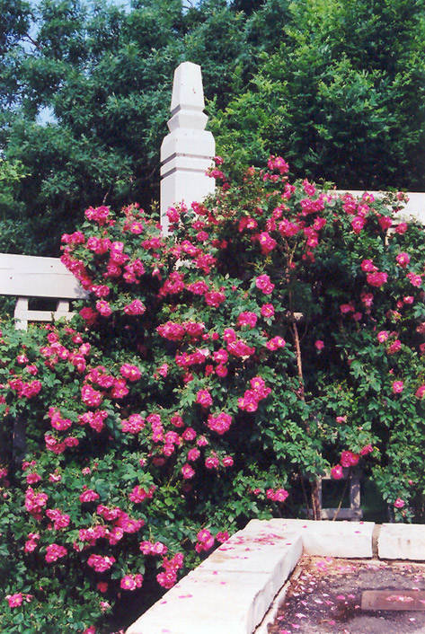 William Baffin Rose (Rosa 'William Baffin') at Pesche's Garden Center