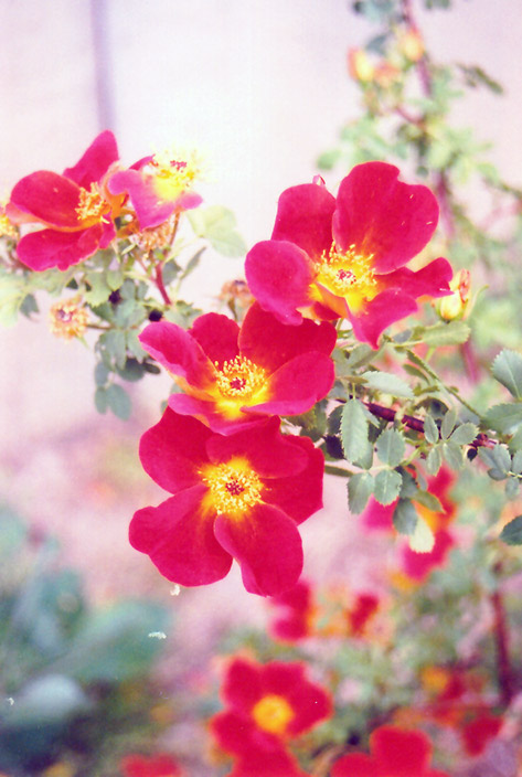 Austrian Copper Rose (Rosa foetida 'Bicolor') at Pesche's Garden Center