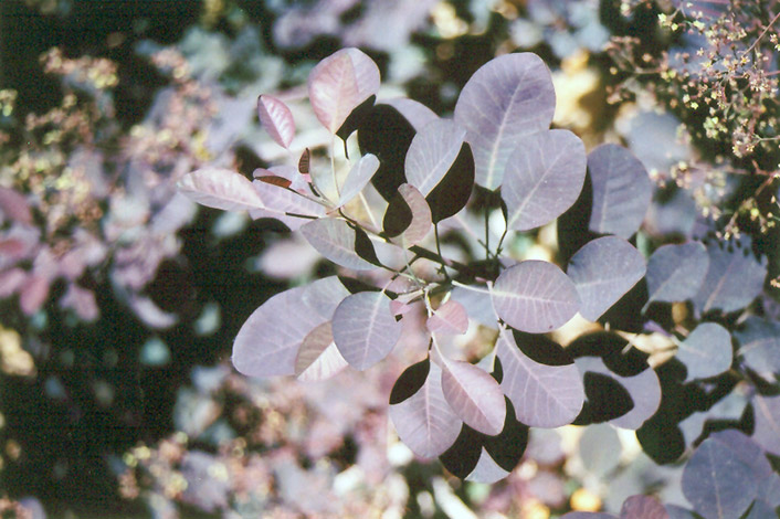 Purple Smokebush (Cotinus coggygria 'Atropurpurea') at Pesche's Garden Center