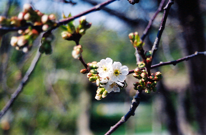 Montmorency Cherry (Prunus 'Montmorency') at Pesche's Garden Center