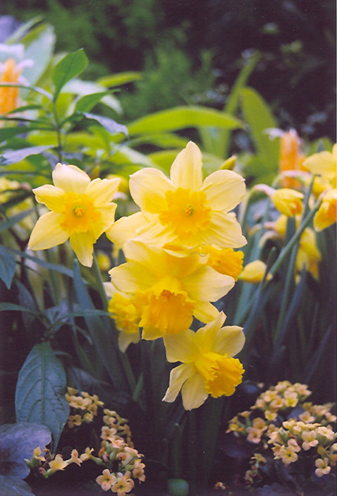Rejnveld's Early Sensation Daffodil (Narcissus 'Rejnveld's Early Sensation') at Pesche's Garden Center