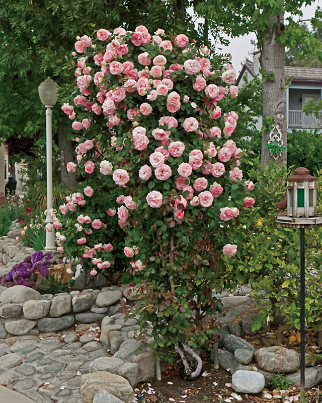 Pearly Gates Rose (Rosa 'WEKmeyer') at Pesche's Garden Center