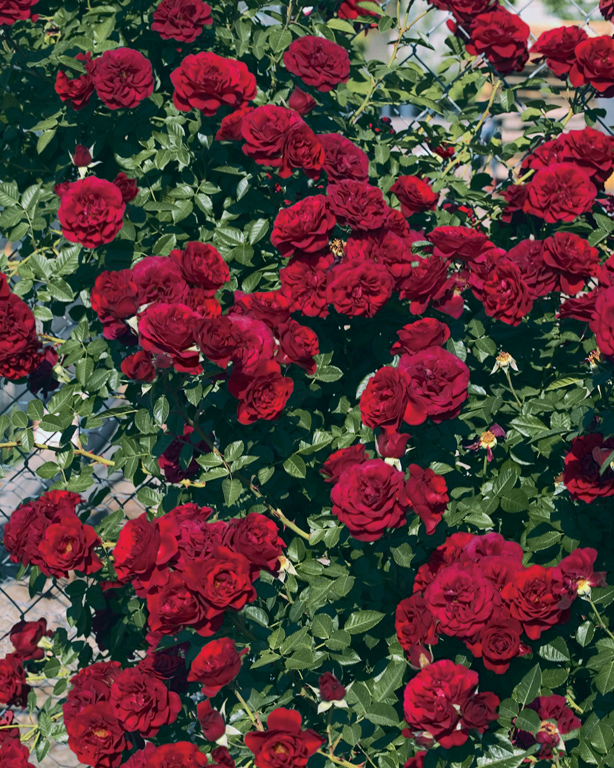 Valentine's Day Rose (Rosa 'WEKamrav') at Pesche's Garden Center