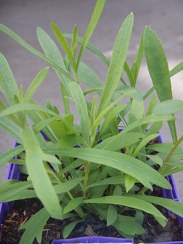 Russian Tarragon (Artemisia dracunculoides) at Pesche's Garden Center