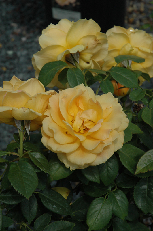 Easy Going Rose (tree form) (Rosa 'HARflow (tree form)') at Pesche's Garden Center