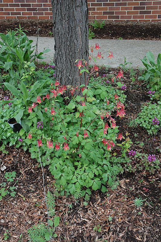 Wild Red Columbine (Aquilegia canadensis) at Pesche's Garden Center