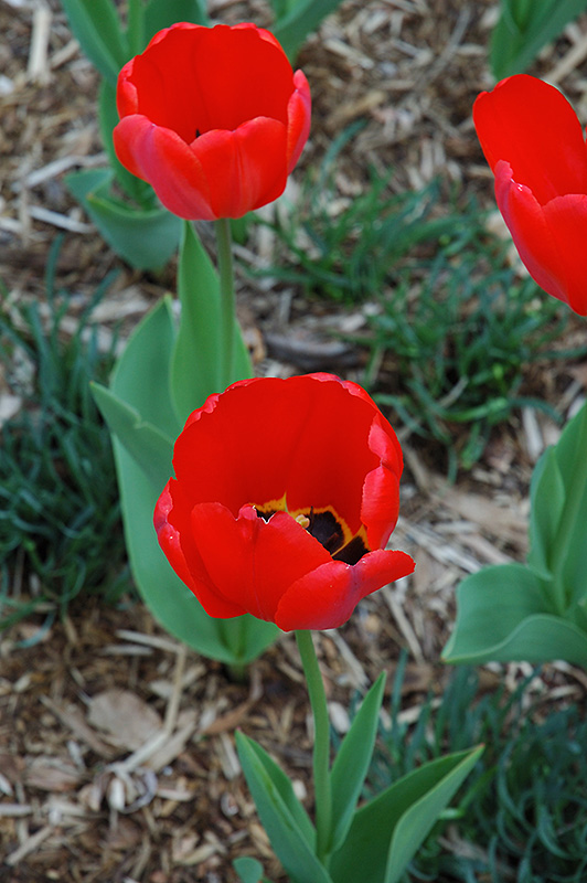 Parade Tulip (Tulipa 'Parade') at Pesche's Garden Center