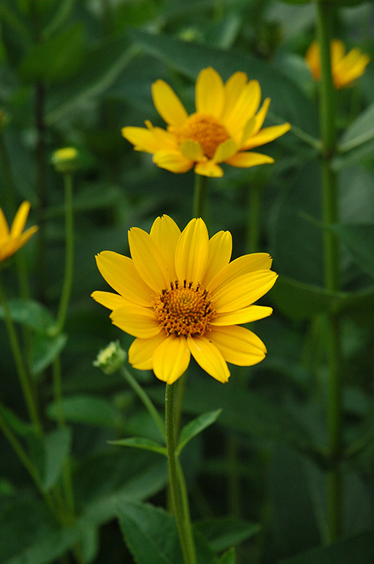 False Sunflower (Heliopsis helianthoides) at Pesche's Garden Center
