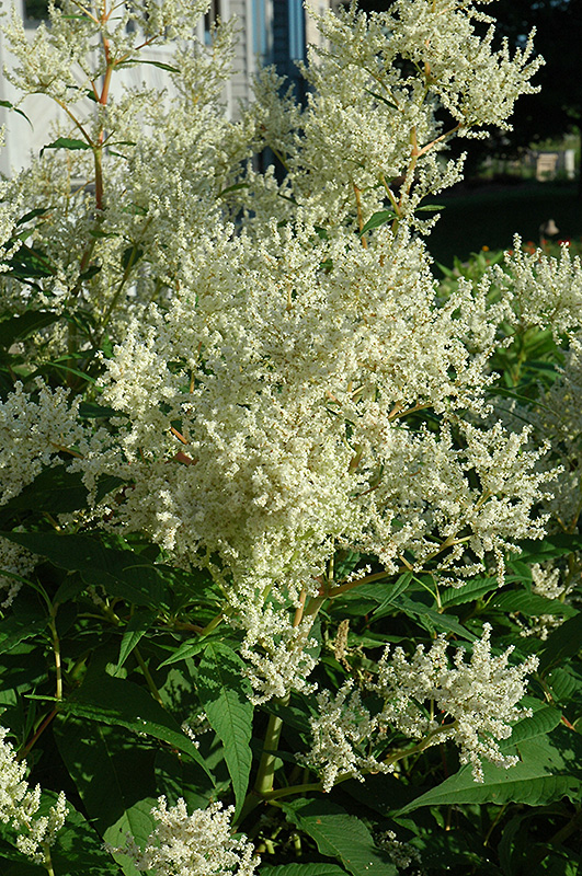 White Fleeceflower (Persicaria polymorpha) at Pesche's Garden Center