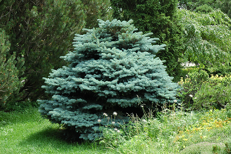 Globe Blue Spruce (Picea pungens 'Globosa') at Pesche's Garden Center