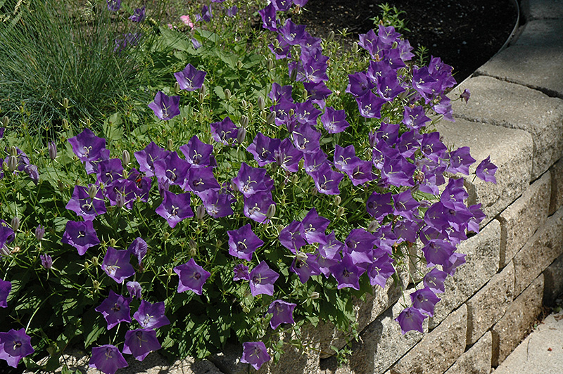 Blue Clips Bellflower (Campanula carpatica 'Blue Clips') at Pesche's Garden Center