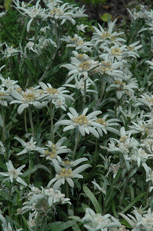 Alpine Edelweiss (Leontopodium alpinum) at Pesche's Garden Center