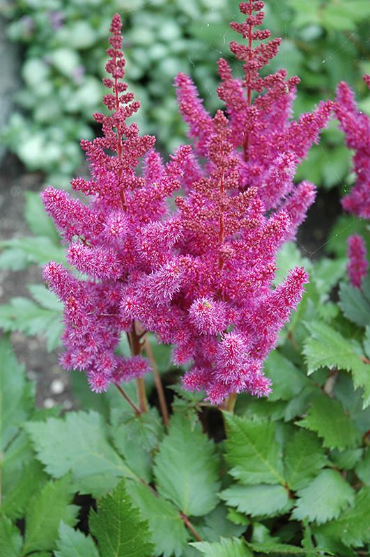 Visions Astilbe (Astilbe chinensis 'Visions') at Pesche's Garden Center