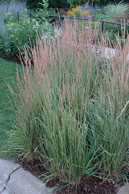 Variegated Reed Grass (Calamagrostis x acutiflora 'Overdam') at Pesche's Garden Center