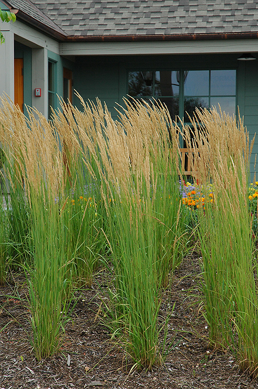 Karl Foerster Reed Grass (Calamagrostis x acutiflora 'Karl Foerster') at Pesche's Garden Center