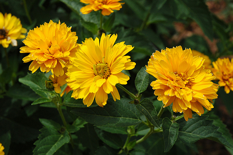 Summer Sun False Sunflower (Heliopsis helianthoides 'Summer Sun') at Pesche's Garden Center