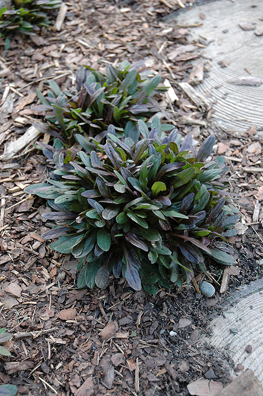 Chocolate Chip Bugleweed (Ajuga reptans 'Chocolate Chip') at Pesche's Garden Center