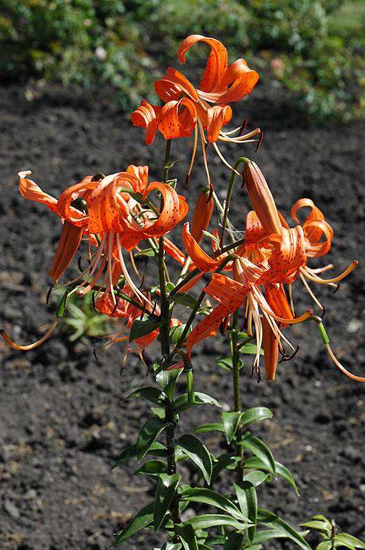 Tiger Lily (Lilium lancifolium) at Pesche's Garden Center