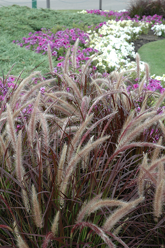 Purple Fountain Grass (Pennisetum setaceum 'Rubrum') at Pesche's Garden Center