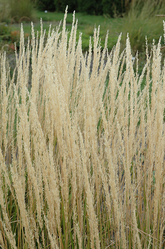Karl Foerster Reed Grass (Calamagrostis x acutiflora 'Karl Foerster') at Pesche's Garden Center