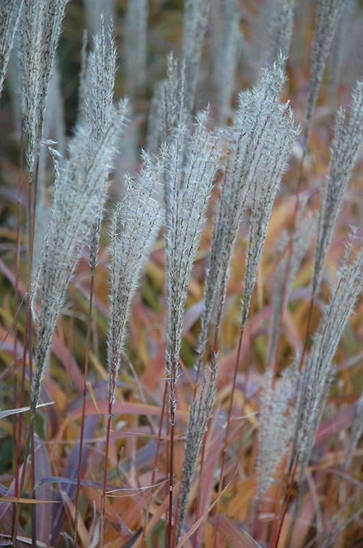 Flame Grass (Miscanthus sinensis 'Purpurascens') at Pesche's Garden Center