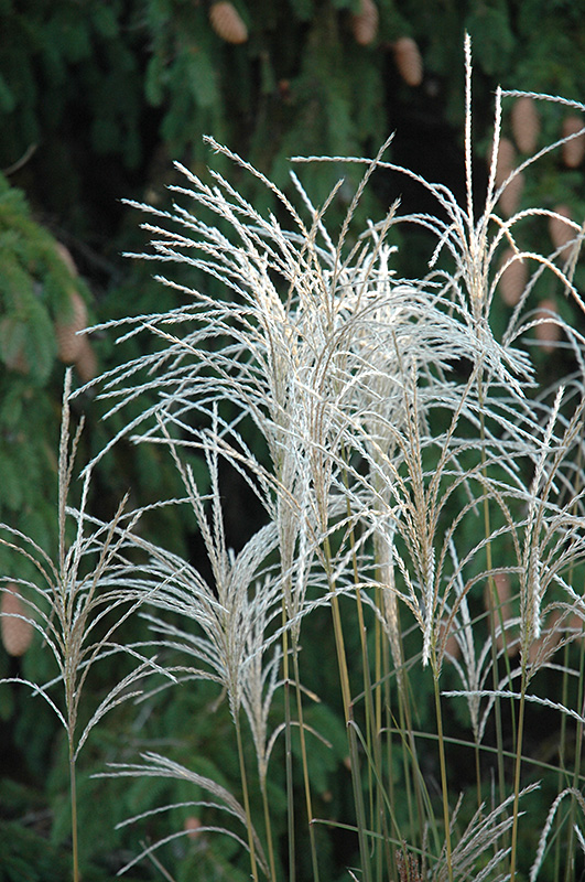 Graziella Maiden Grass (Miscanthus sinensis 'Graziella') at Pesche's Garden Center