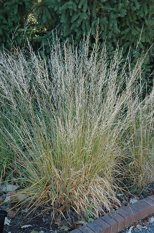 Moorflame Moor Grass (Molinia caerulea 'Moorflame') at Pesche's Garden Center