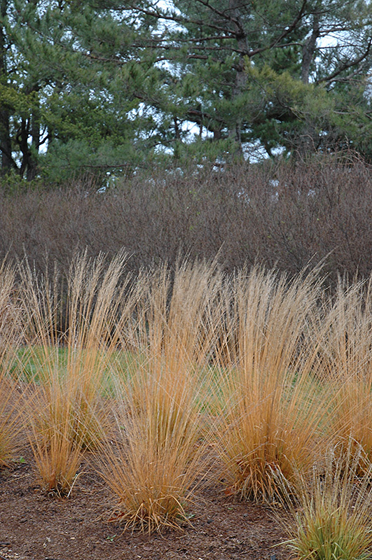 Strohlenquelle Moor Grass (Molinia caerulea 'Strohlenquelle') at Pesche's Garden Center