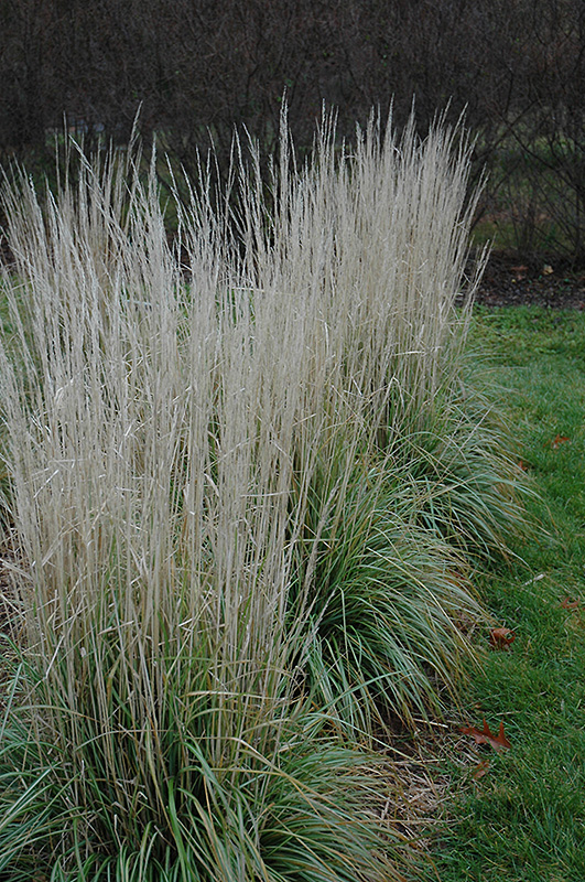 Avalanche Reed Grass (Calamagrostis x acutiflora 'Avalanche') at Pesche's Garden Center