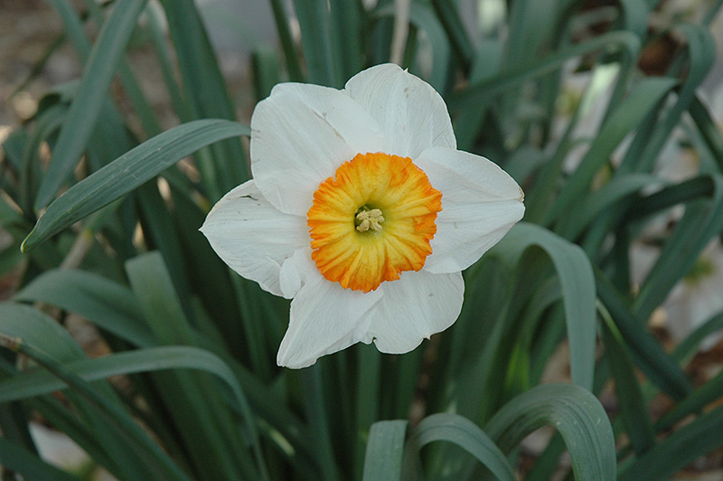 Professor Einstein Daffodil (Narcissus 'Professor Einstein') at Pesche's Garden Center