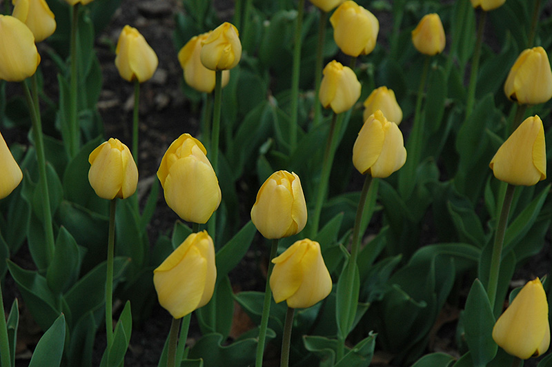 Golden Parade Tulip (Tulipa 'Golden Parade') at Pesche's Garden Center