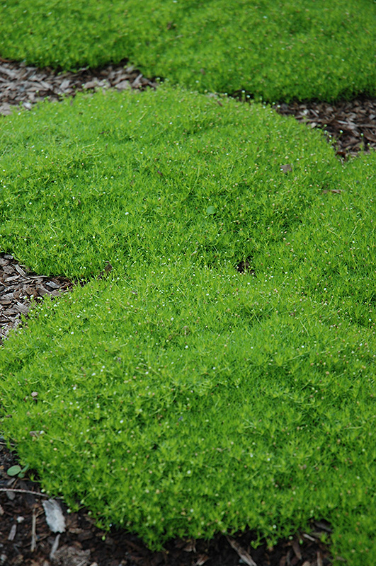 Irish Moss (Sagina subulata) at Pesche's Garden Center