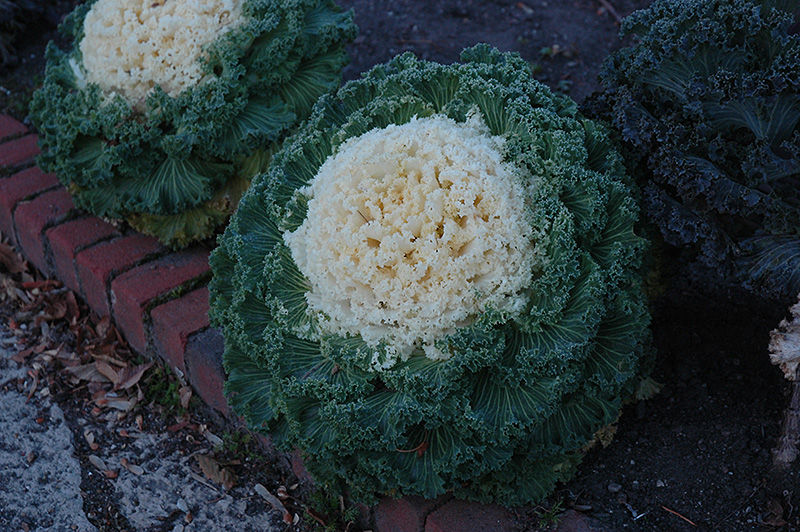 White Kale (Brassica oleracea var. acephala 'White') at Pesche's Garden Center