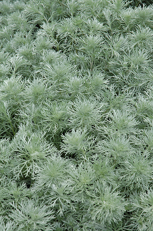 Silver Mound Artemesia (Artemisia schmidtiana 'Silver Mound') at Pesche's Garden Center
