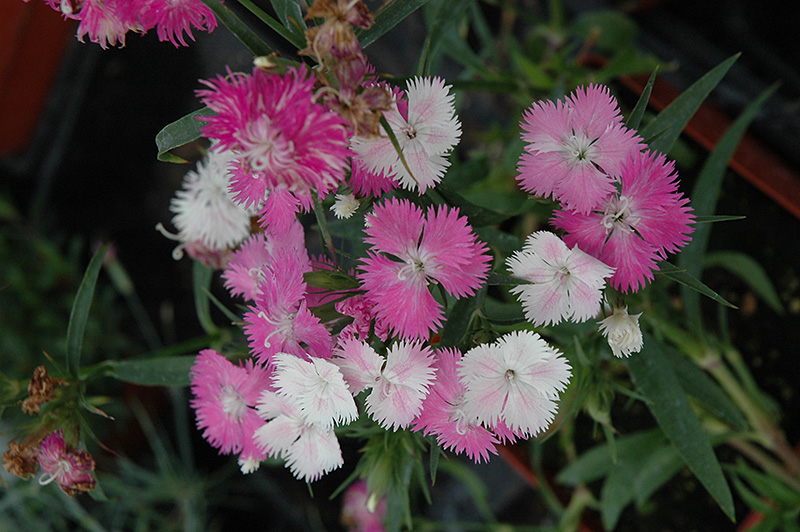 First Love Pinks (Dianthus 'First Love') at Pesche's Garden Center