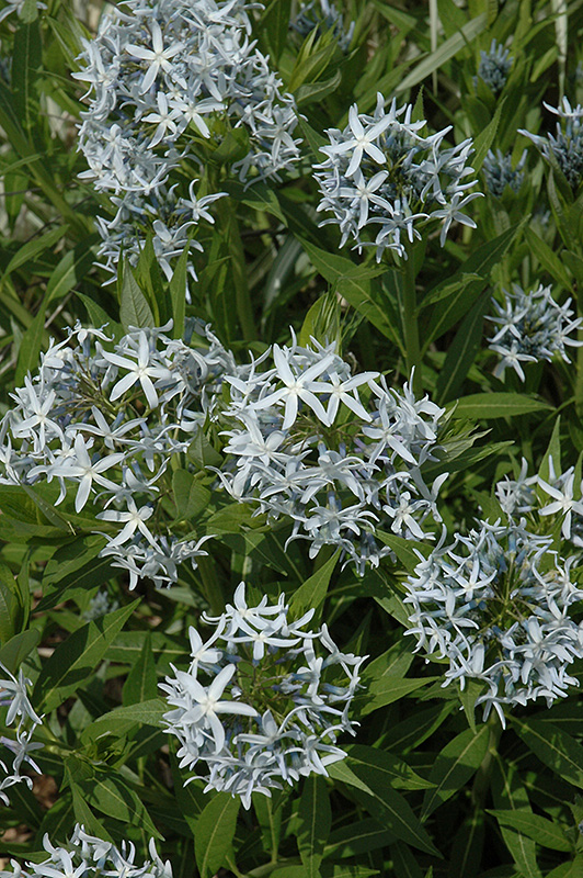 Blue Star Flower (Amsonia tabernaemontana) at Pesche's Garden Center