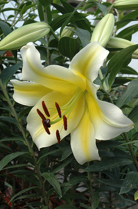 Conca D'Or Lily (Lilium 'Conca D'Or') at Pesche's Garden Center