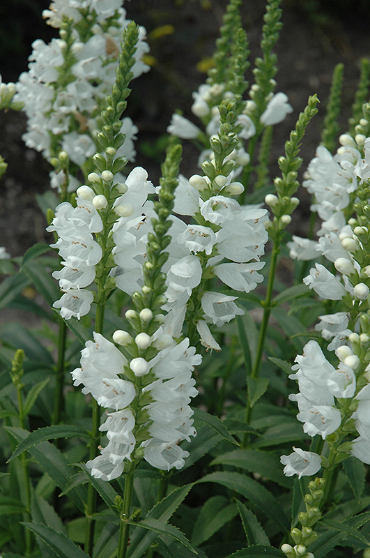 Miss Manners Obedient Plant (Physostegia virginiana 'Miss Manners') at Pesche's Garden Center
