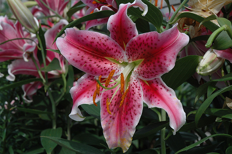 Stargazer Lily (Lilium 'Stargazer') at Pesche's Garden Center