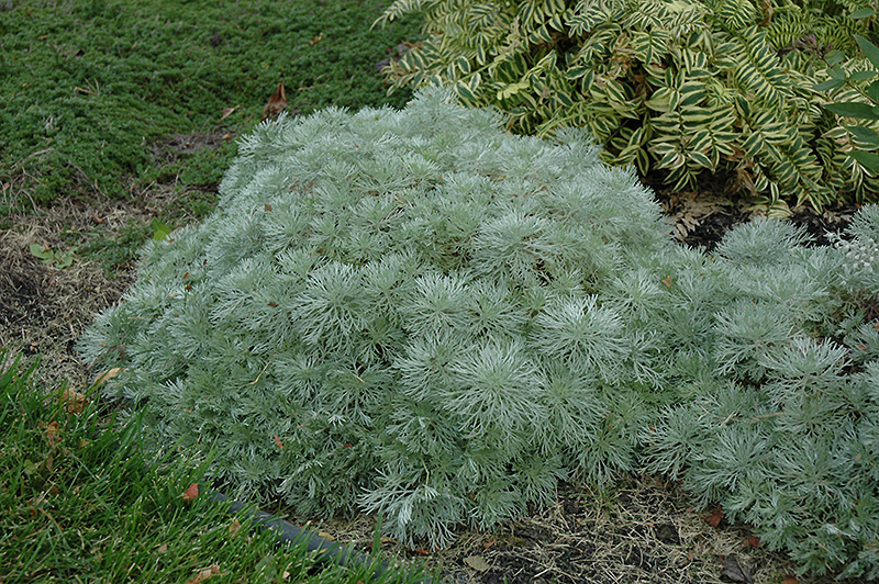 Silver Mound Artemesia (Artemisia schmidtiana 'Silver Mound') at Pesche's Garden Center