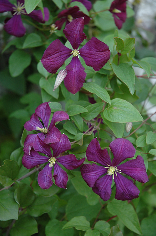 Etoile Violette Clematis (Clematis 'Etoile Violette') at Pesche's Garden Center