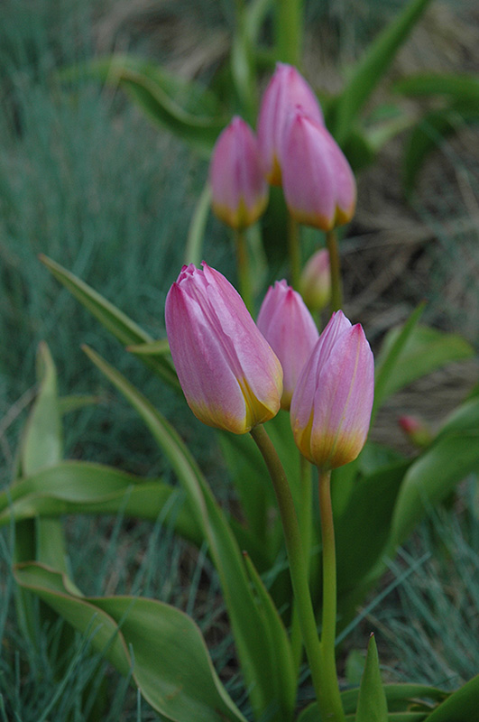 Lilac Wonder Tulip (Tulipa bakeri 'Lilac Wonder') at Pesche's Garden Center