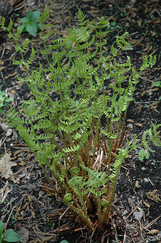 Marginal Wood Fern (Dryopteris marginalis) at Pesche's Garden Center