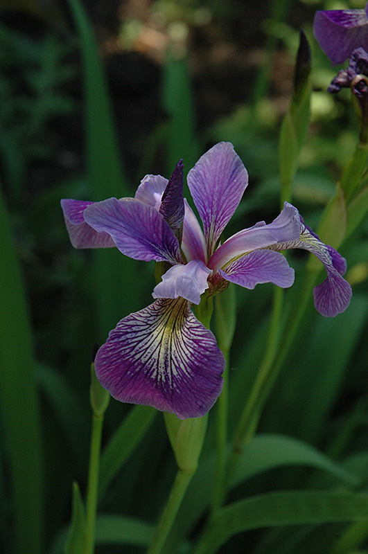 Blue Flag Iris (Iris versicolor) at Pesche's Garden Center