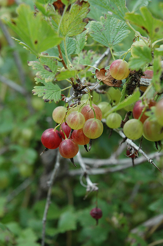 Pixwell Gooseberry (Ribes 'Pixwell') at Pesche's Garden Center